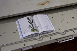 Maike Schamotzki Design 